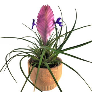 Tillandsia