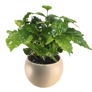 Coffea Arabica - Kávovník - 502