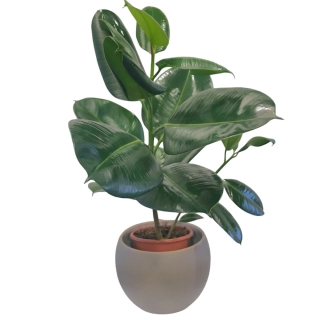 Ficus Elastica - 504