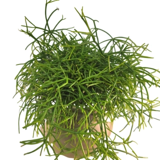 Rhipsalis - Cassutha Oasis - 505
