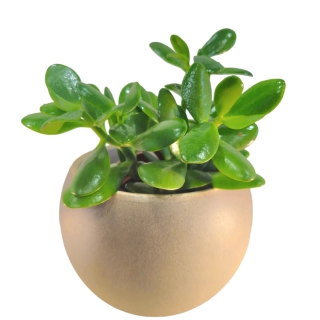 Crassula Ovata - tučnolist - 506