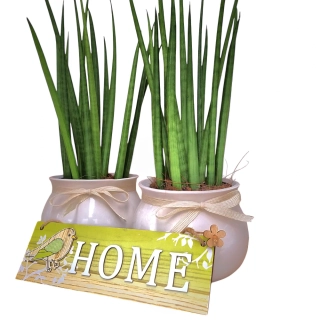 Sansevieria Cylindrica - 507