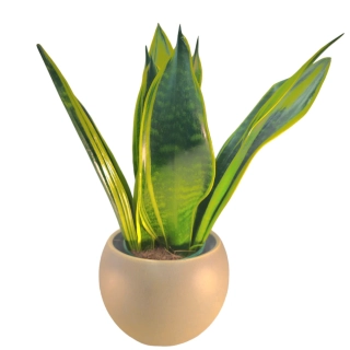 Sansevieria Trifasciata Lemon Flame - 508