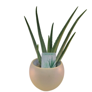 Aloe Vera - 511