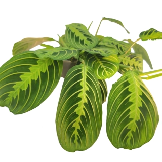Maranta Leuconeura - Lemon Lime - 512