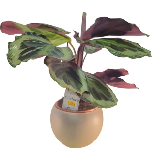 Calathea Medailon - 513