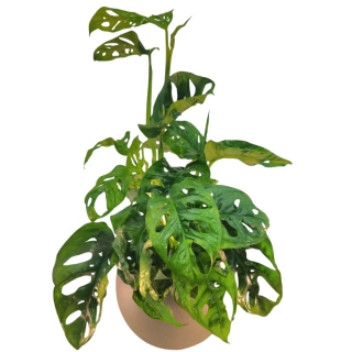 Monstera Adansonii - Monkey Mask - 514