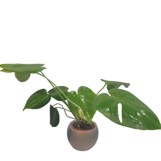 Monstera Deliciosa - 515