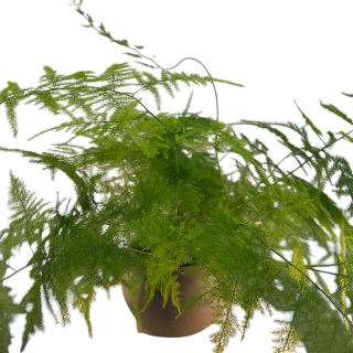 Asparagus Setaceus - 516