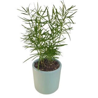 Asparagus Sprengeri mini set s keramickým obalom - 517