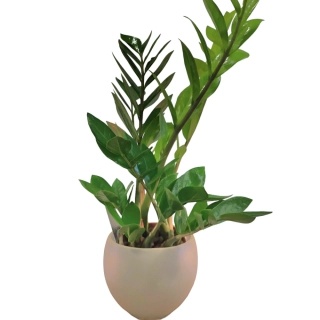 Zamioculcas Zamiifolia - 518